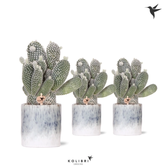 Зображення товару Опунція "Скай" в кер., артикул: 41752