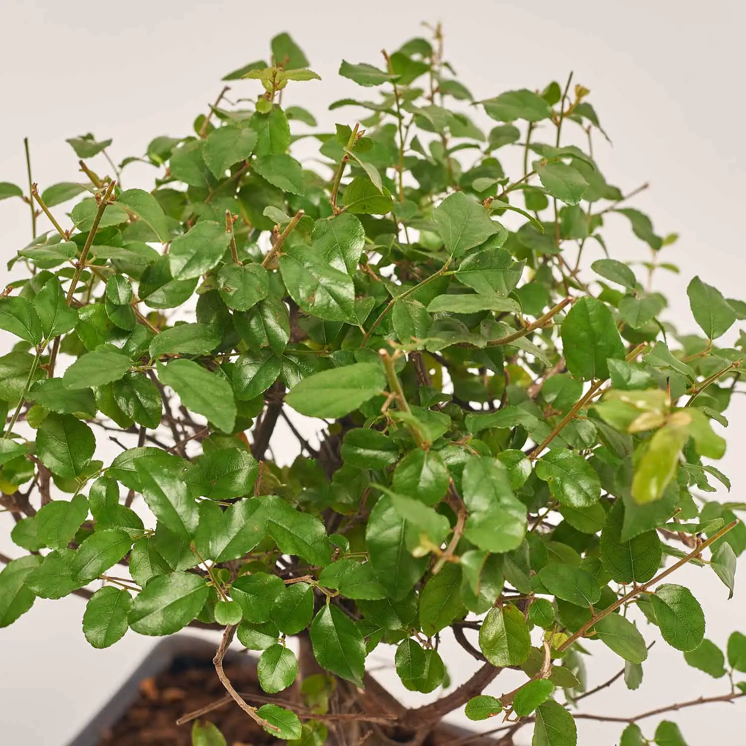 Зображення товару Бонсай в кер., артикул: 25670