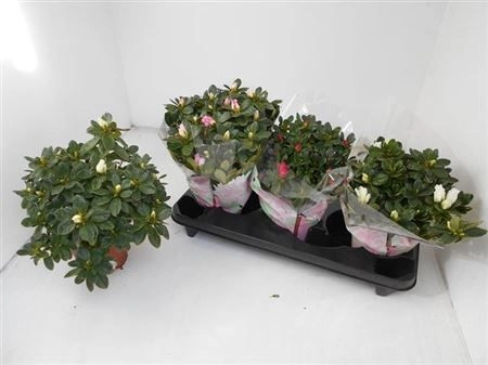 Зображення товару Азалія мікс, артикул: 29919