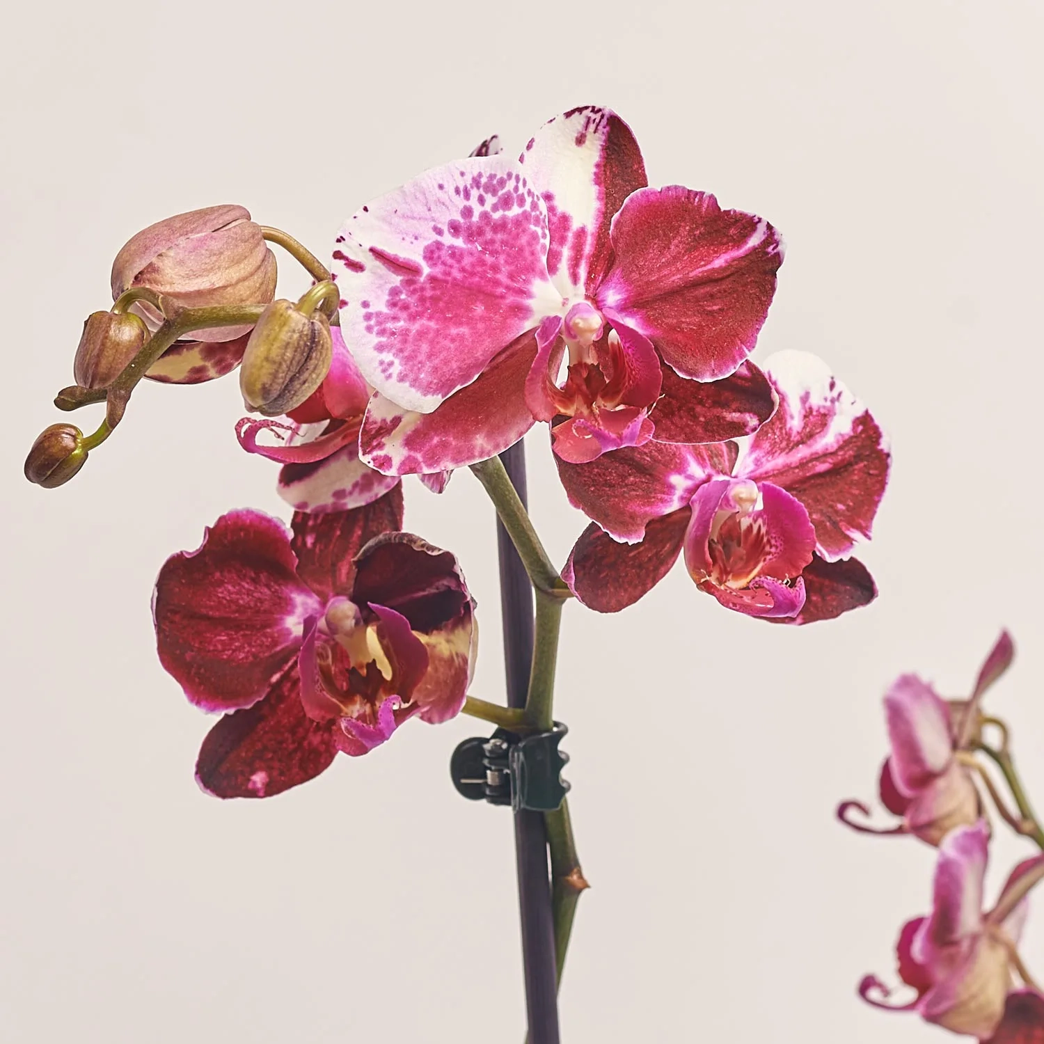 Зображення товару Фаленопсис 3ст. мікс, артикул: 23152