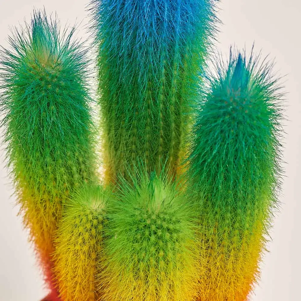 Зображення товару Кактус Рейнбов "Zuil" Спешл, артикул: 52850