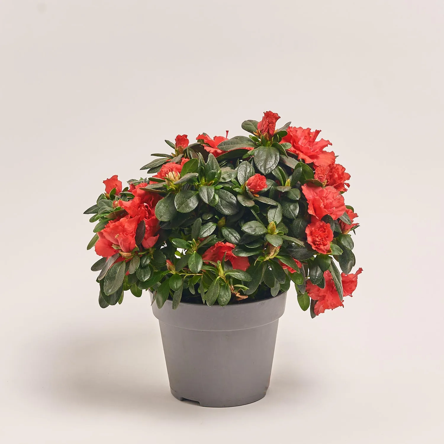 Зображення товару Азалія мікс, артикул: 35258