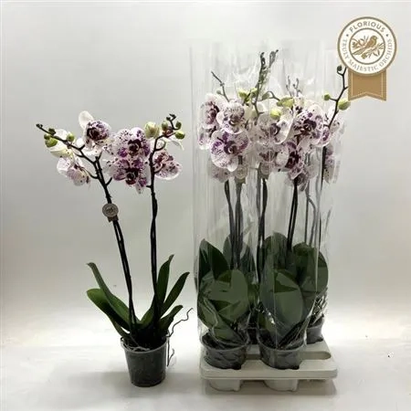 Фаленопсис Гранді Пікасо 2ст., артикул: 55542 Зображення товару Фаленопсис Гранді Пікасо 2ст., артикул: 55542