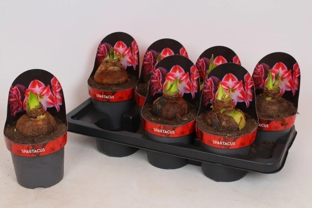 Амариліс Спартакус, артикул: 56044 Зображення товару Амариліс Спартакус, артикул: 56044