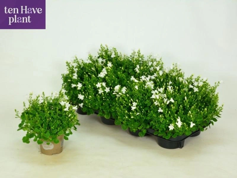 Зображення товару Кампанула Портеншлага біла, артикул: 56551