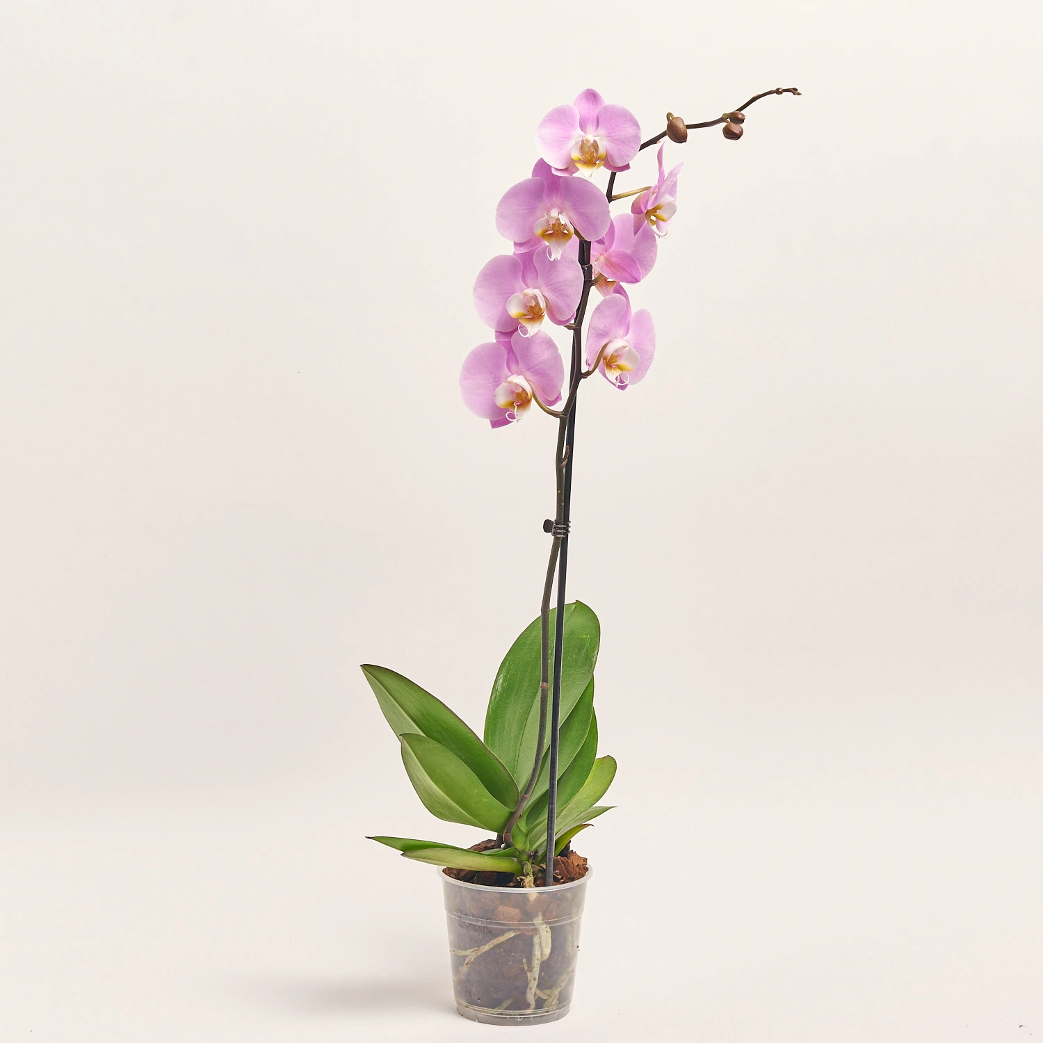 Зображення товару Фаленопсис 1ст. мікс, артикул: 17941