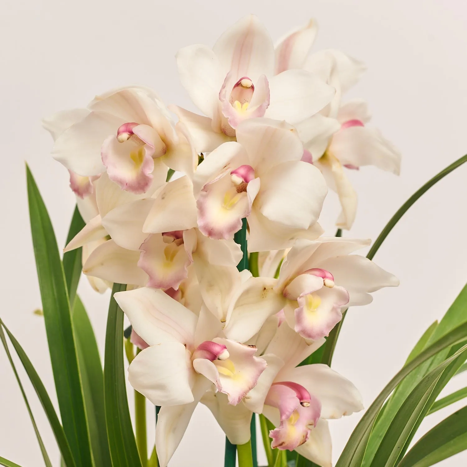 Зображення товару Цимбідіум мікс 3ст., артикул: 55538