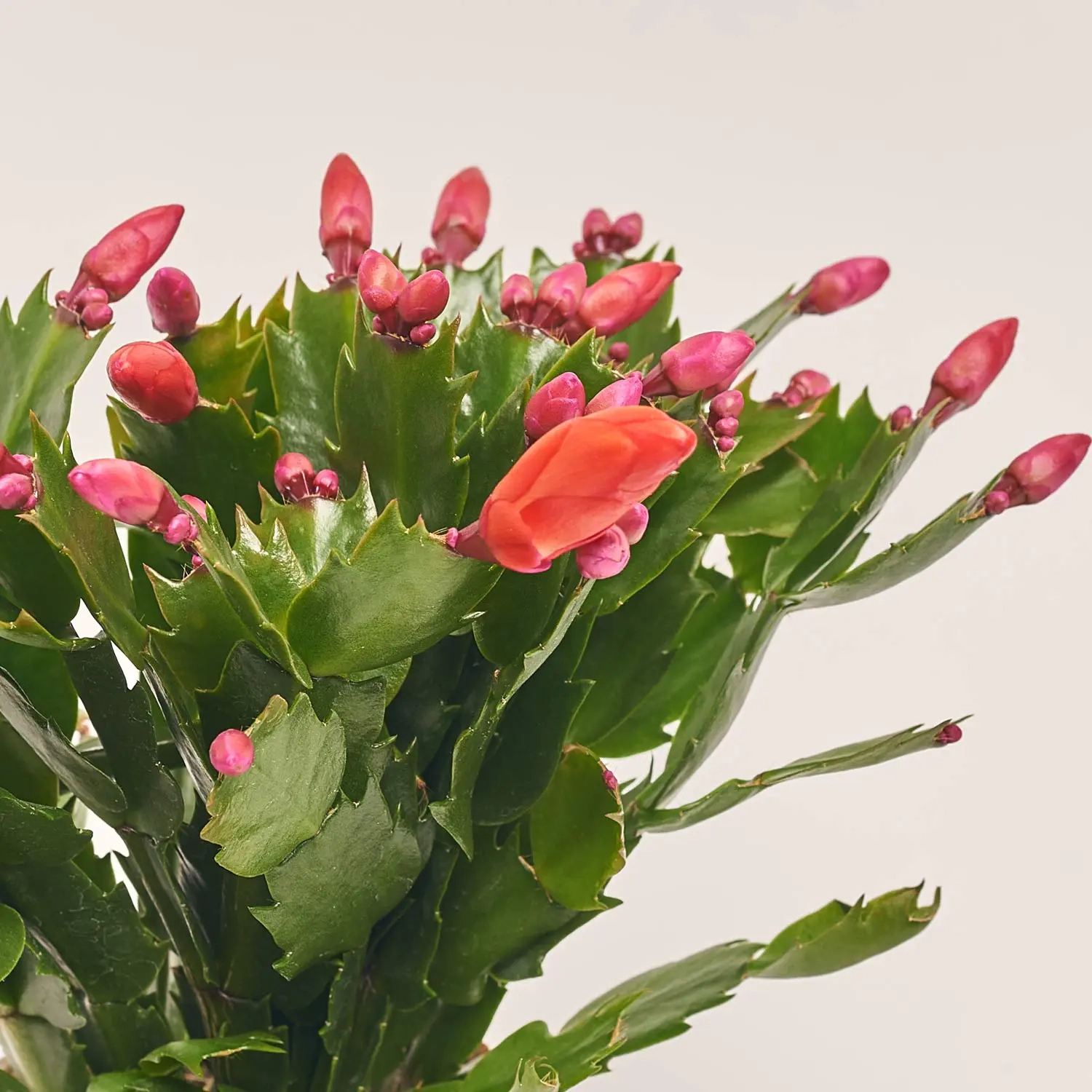 Зображення товару Шлюмбергера мікс, артикул: 42391