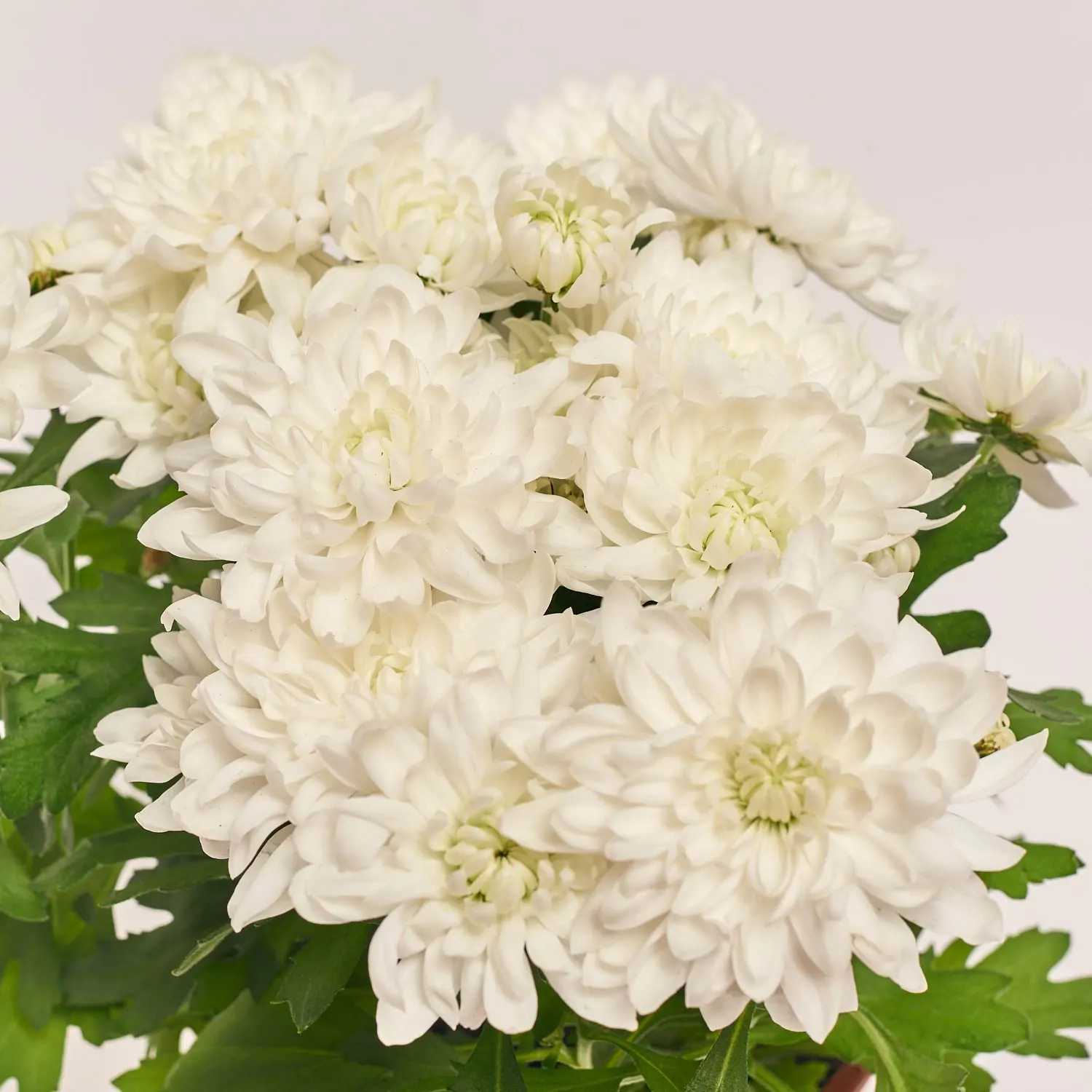 Зображення товару Хризантема Крістал мікс, артикул: 34085