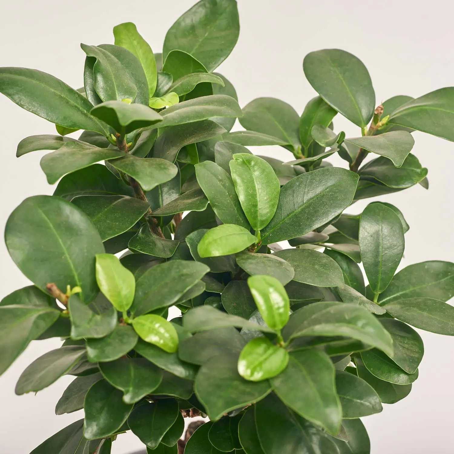 Зображення товару Фікус мікрокарпа Гінсенг, артикул: 56340