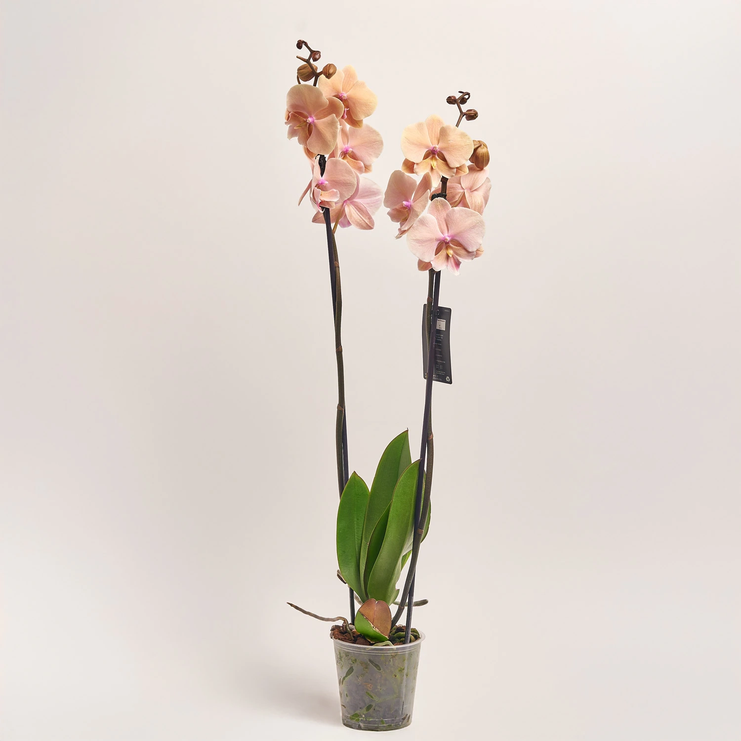 Зображення товару Фаленопсис 2ст. мікс, артикул: 18519