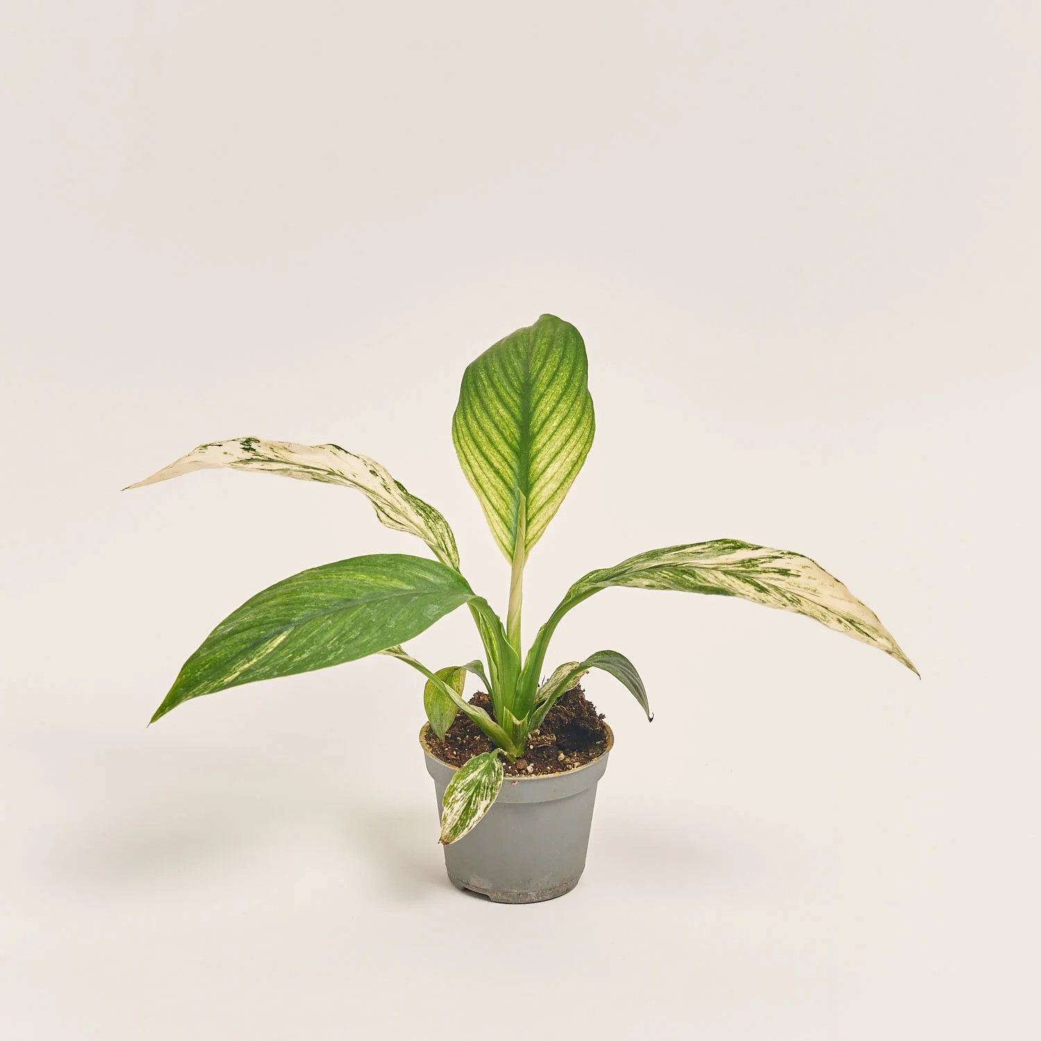 Спатифіллум Сенсація Варієгатний, артикул: 52080 Зображення товару Спатифіллум Сенсація Варієгатний, артикул: 52080