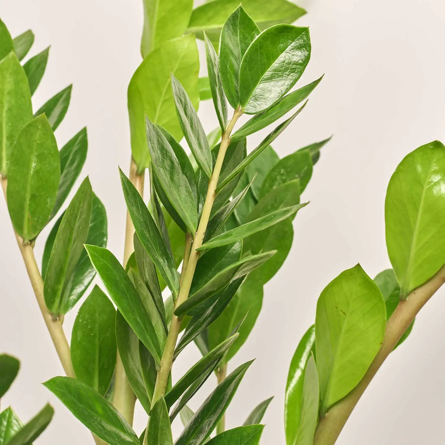 Зображення товару Заміокулькас 8ст., артикул: 51604