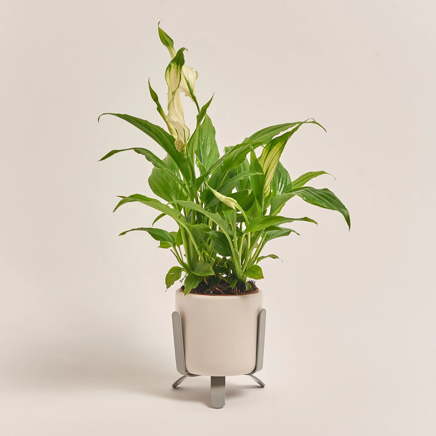 Зображення товару Спатифіллум Шопен в кер., артикул: 33153