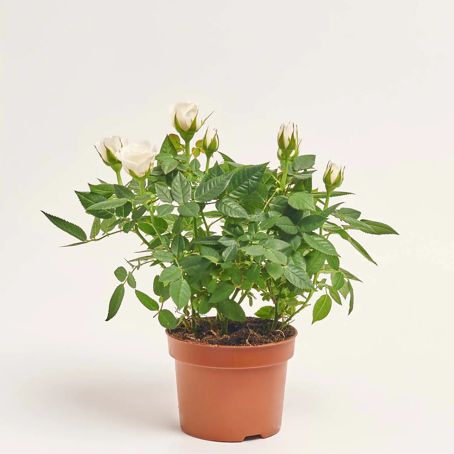 Зображення товару Троянда мікс, артикул: 14634