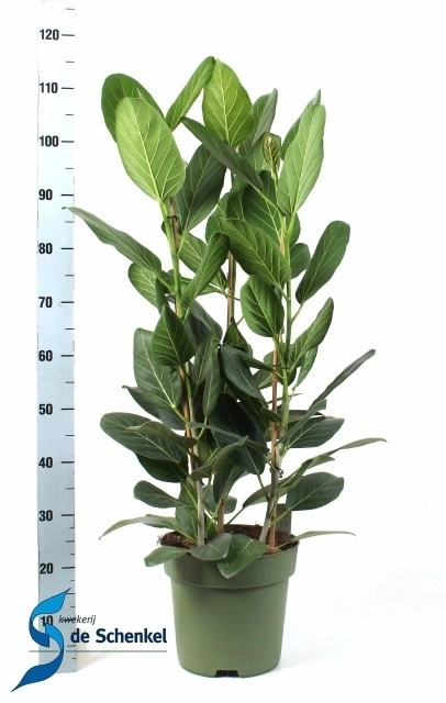 Зображення товару Фікус бенгальський Одрі 3ст., артикул: 57100