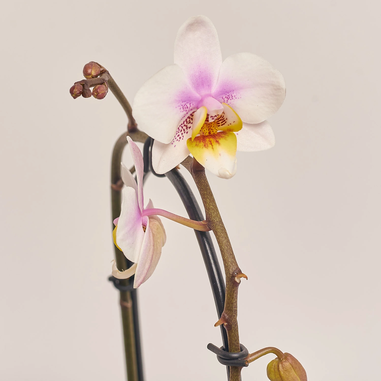 Зображення товару Фаленопсис Мф каскад 1ст. мікс в кер., артикул: 53169