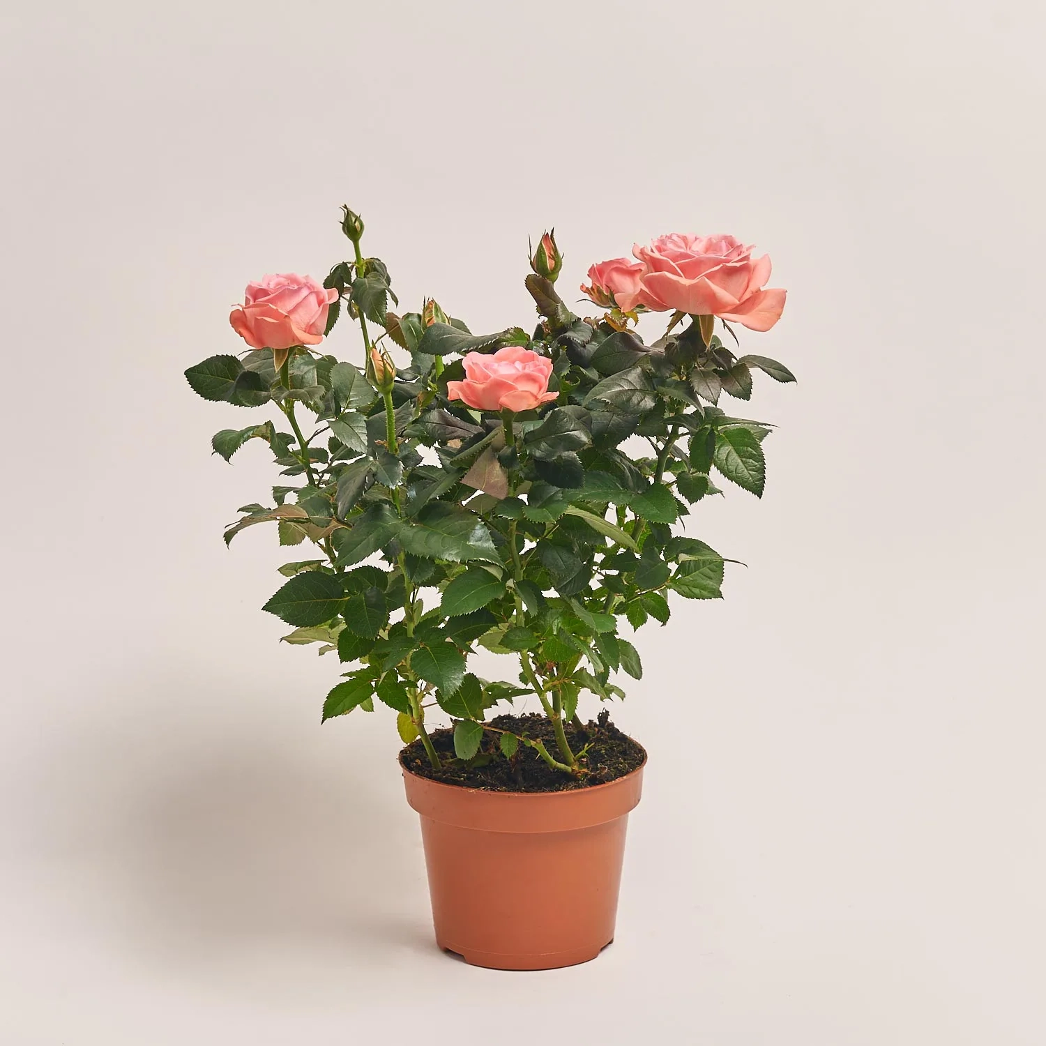 Зображення товару Троянда мікс, артикул: 1293