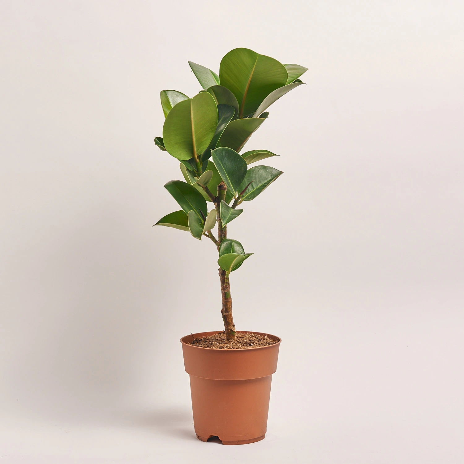 Зображення товару Фікус ел Хлоя, артикул: 55399