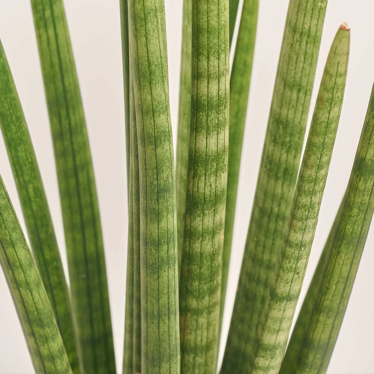 Зображення товару Сансевієрія Циліндріка, артикул: 52383