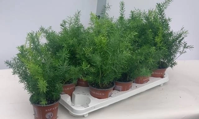 Зображення товару Аспарагус Спренгері, артикул: 56881