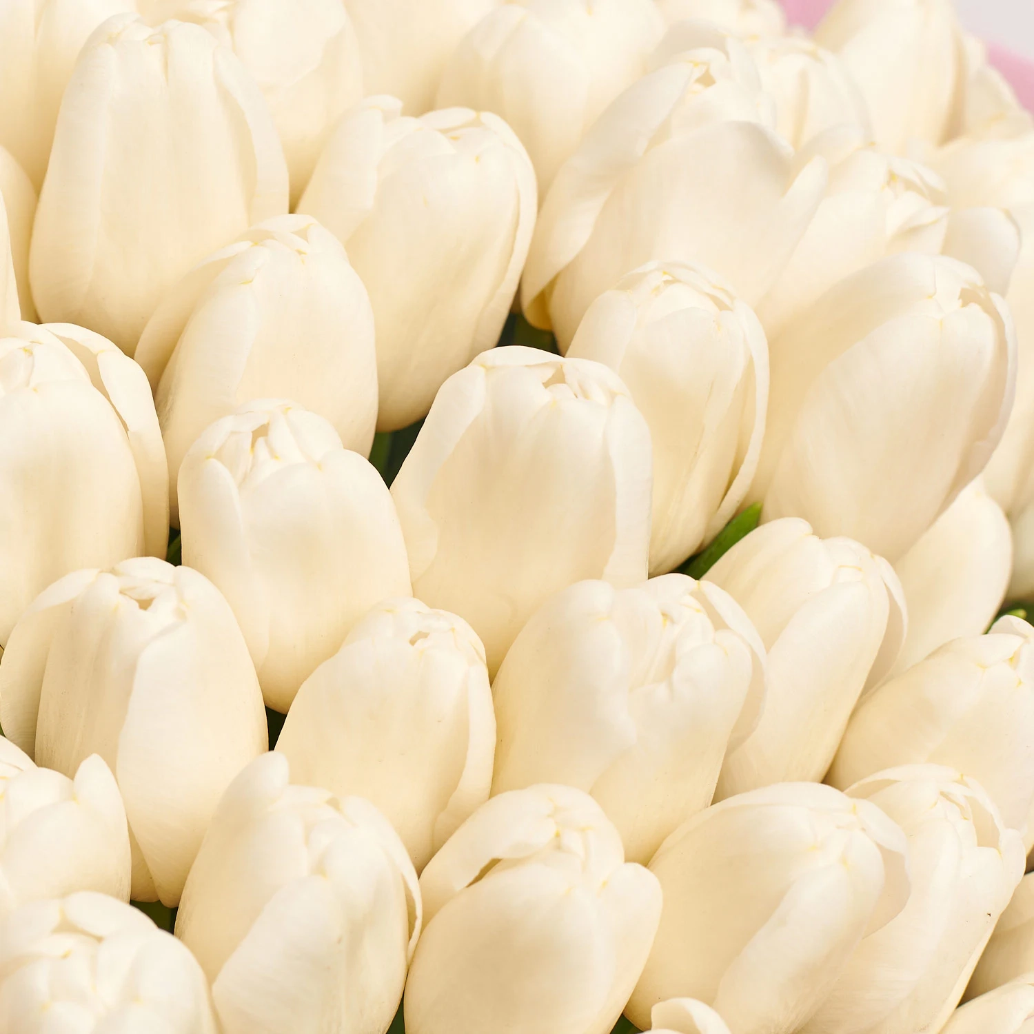 Зображення товару Букет 101 Білий Тюльпан F835, артикул: 56938