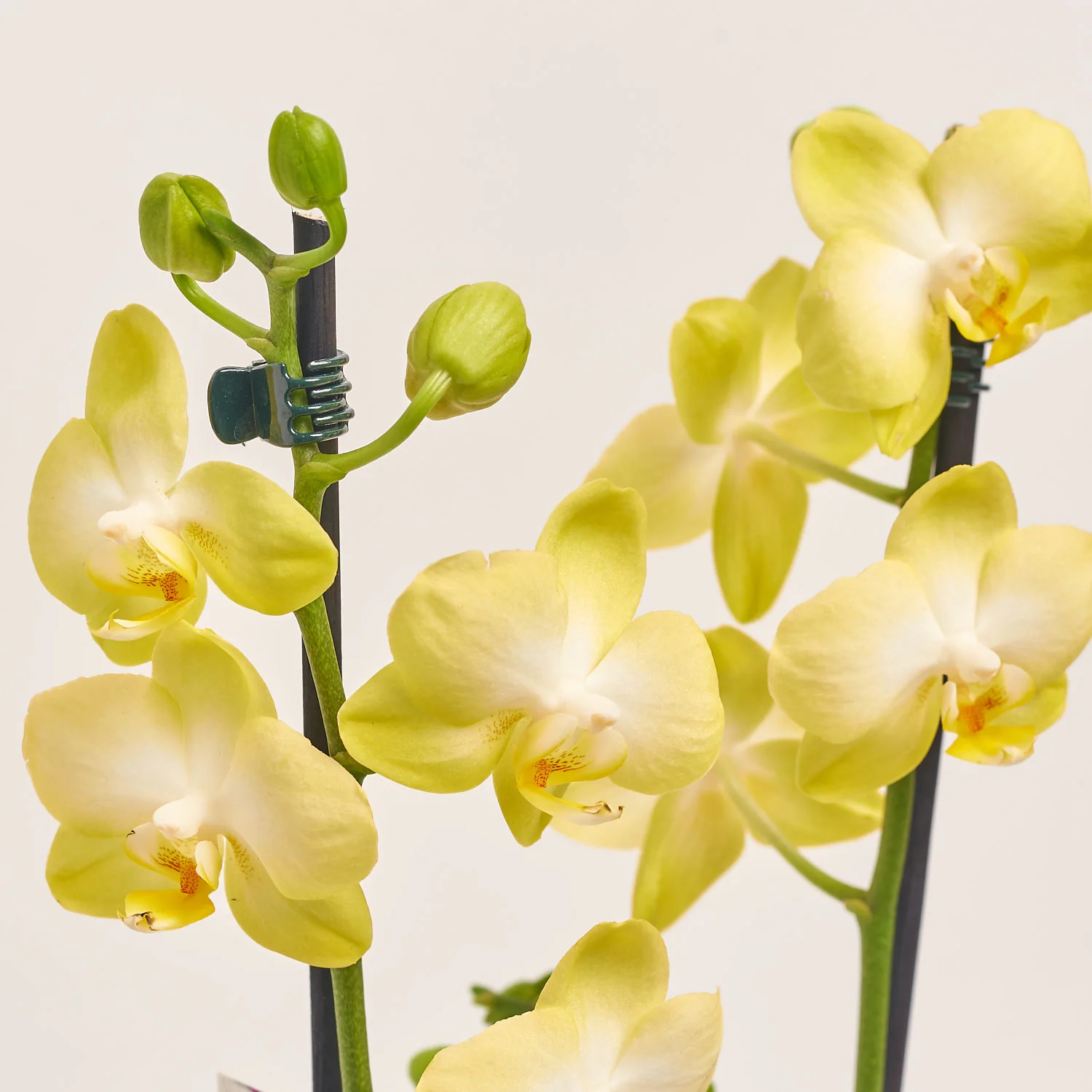 Зображення товару Фаленопсис 2ст. мікс, артикул: 25844