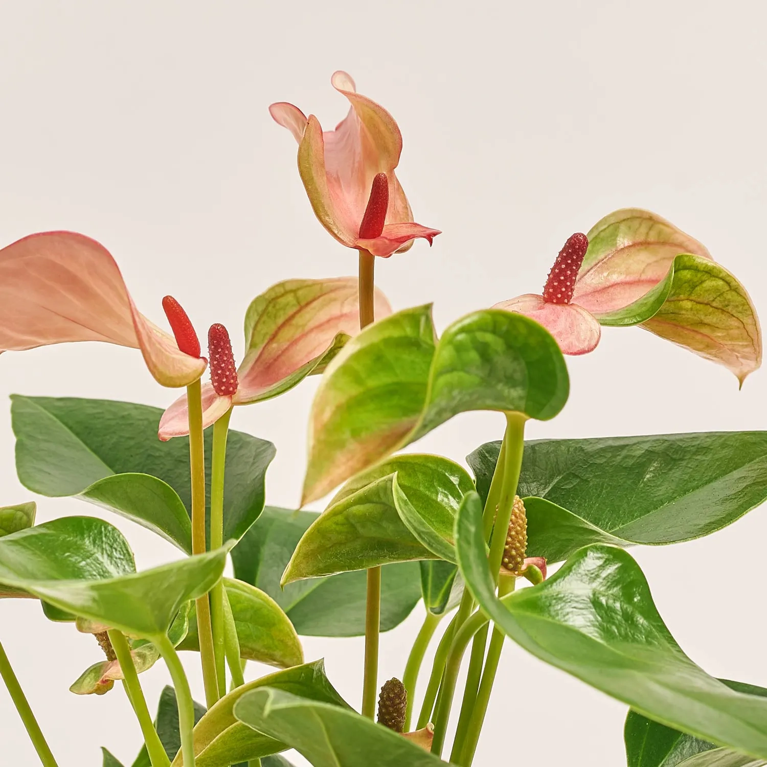 Зображення товару Антуріум Матата, артикул: 52589