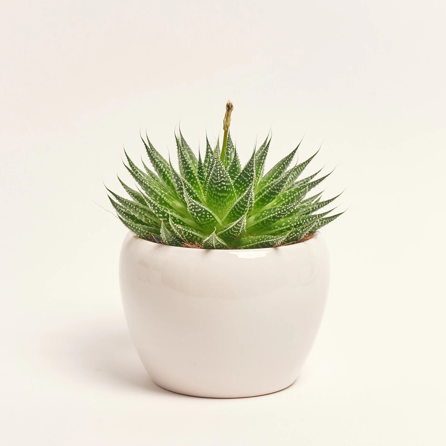 Зображення товару Сукулент мікс, артикул: 5756