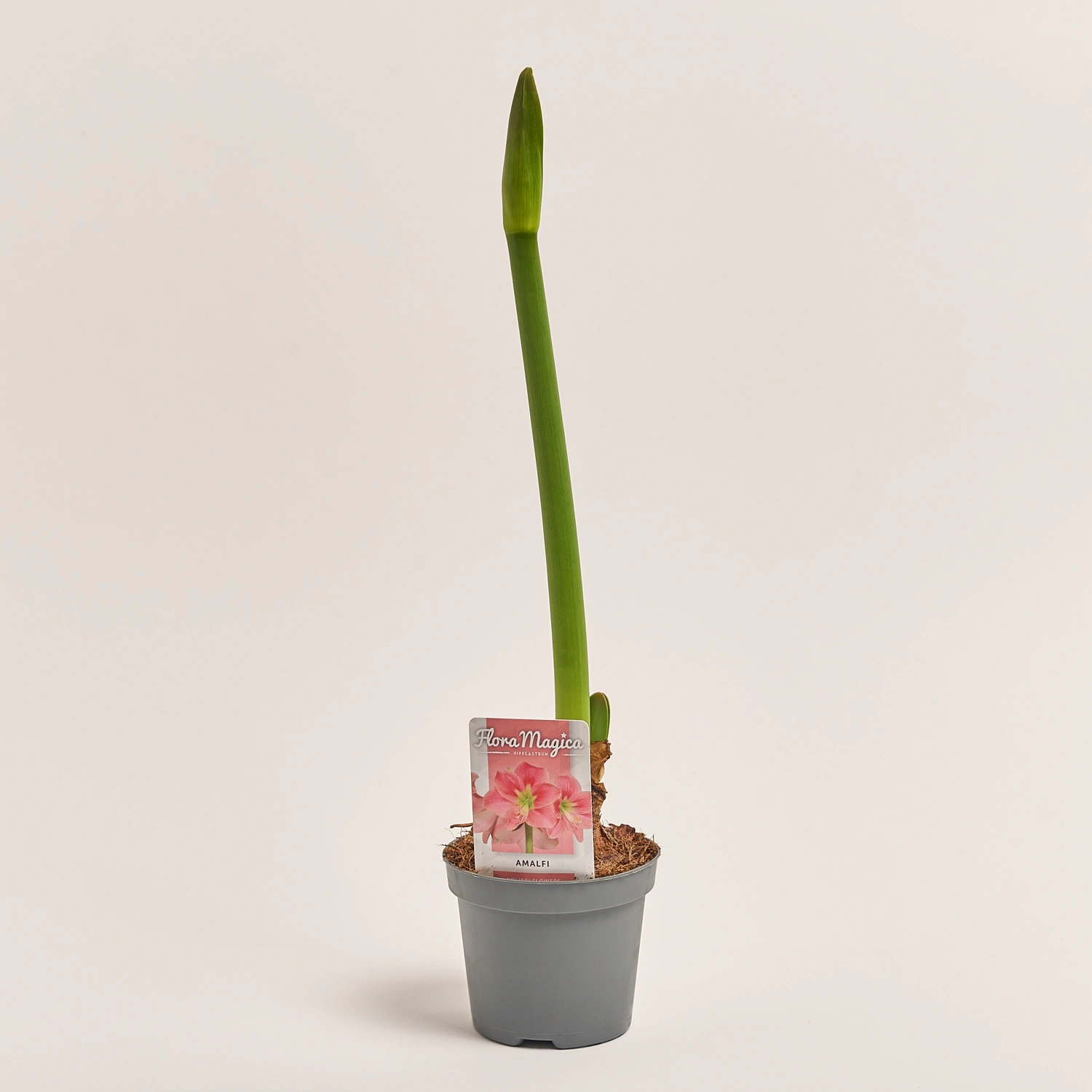 Зображення товару Амариліс мікс, артикул: 53418