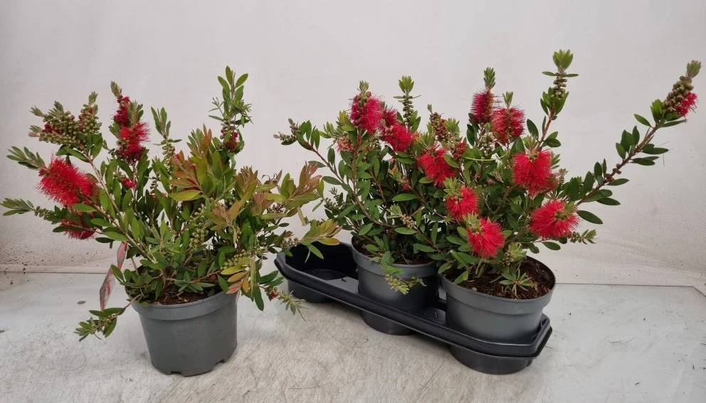 Зображення товару Калістемон Цитринус, артикул: 57505