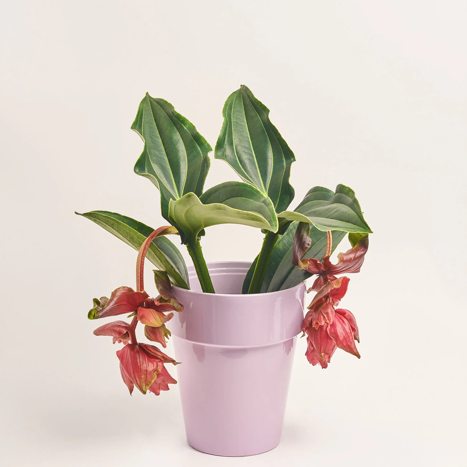 Медініла та Кашпо Сет 423, артикул: 51647 Зображення товару Медініла та Кашпо Сет 423, артикул: 51647