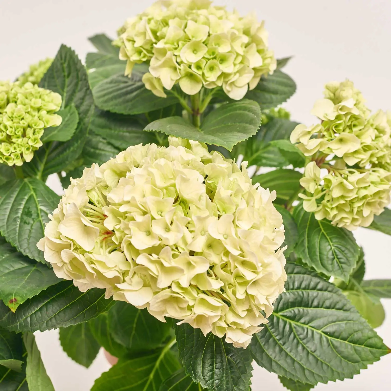 Гортензія мікс 5ст., артикул: 45074 Зображення товару Гортензія мікс 5ст., артикул: 45074