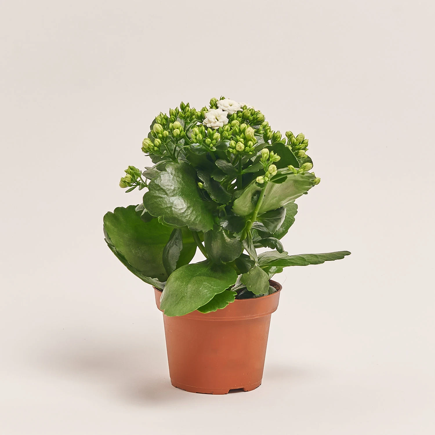 Каланхоє мікс, артикул: 18482 Зображення товару Каланхоє мікс, артикул: 18482