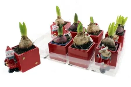 Зображення товару Гіацинт мікс в кер., артикул: 53599