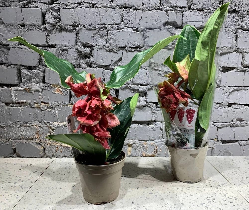 Зображення товару Медініла Дольче Росса, артикул: 1272