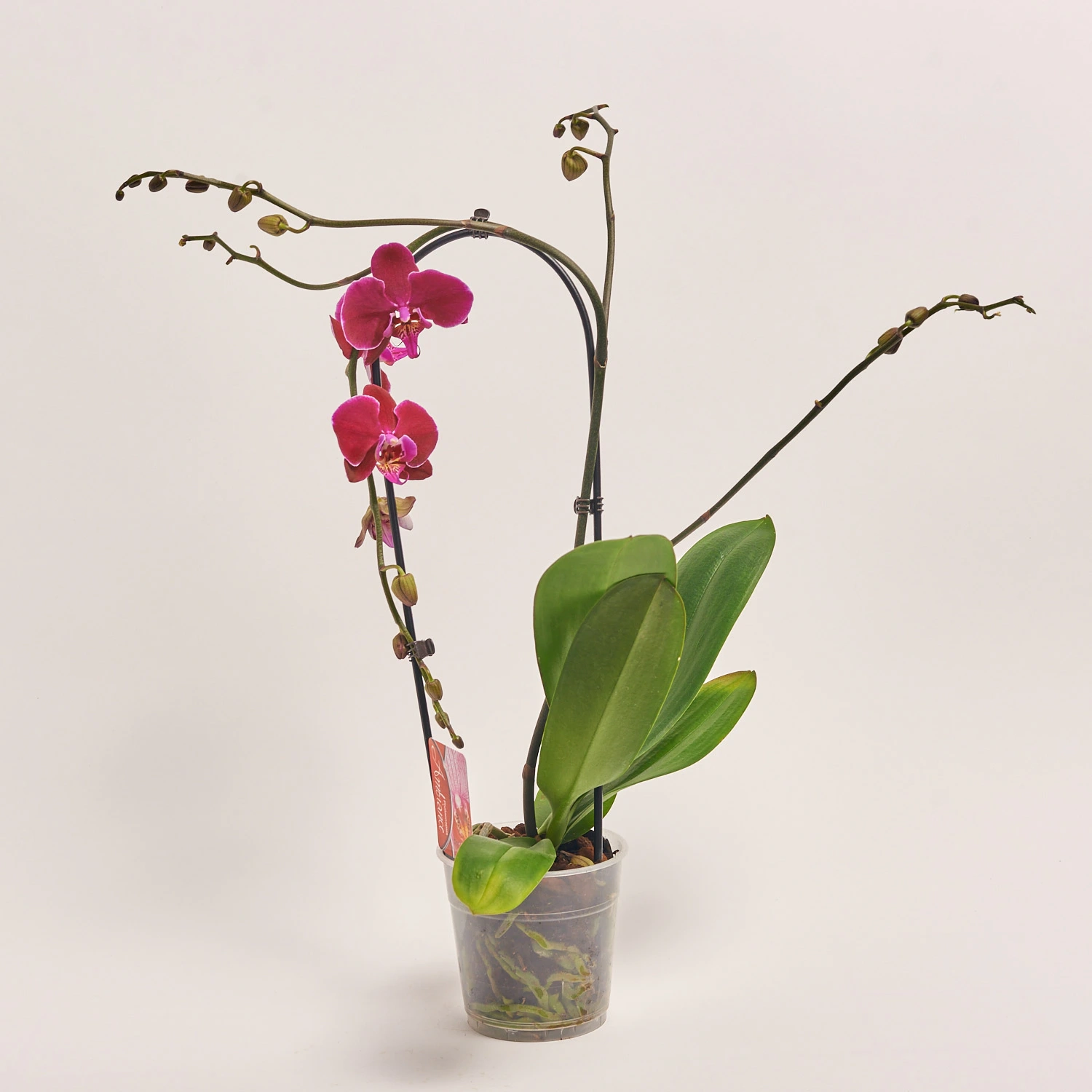 Фаленопсис каскад 1ст. бордовий, артикул: 21756 Зображення товару Фаленопсис каскад 1ст. бордовий, артикул: 21756