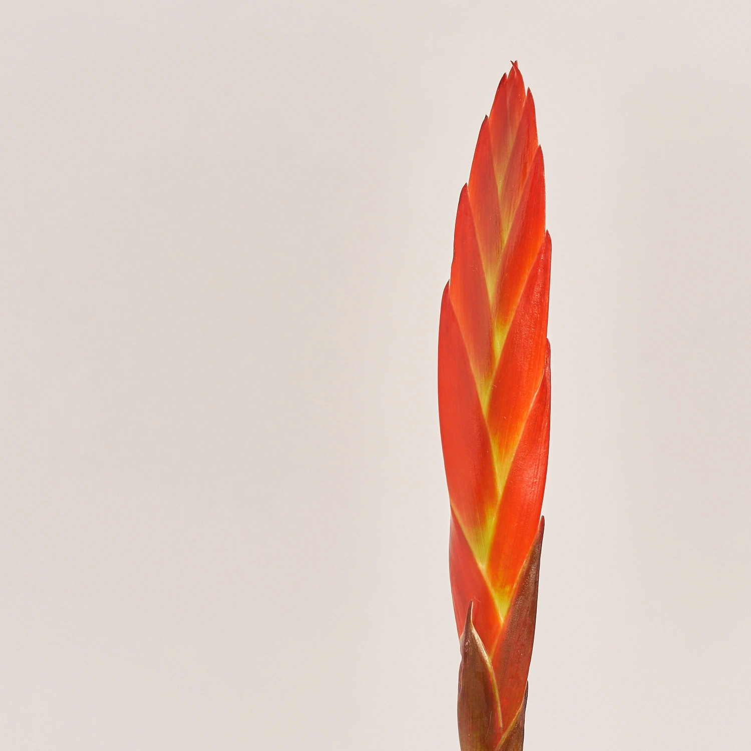 Зображення товару Врієзія Ера, артикул: 35379