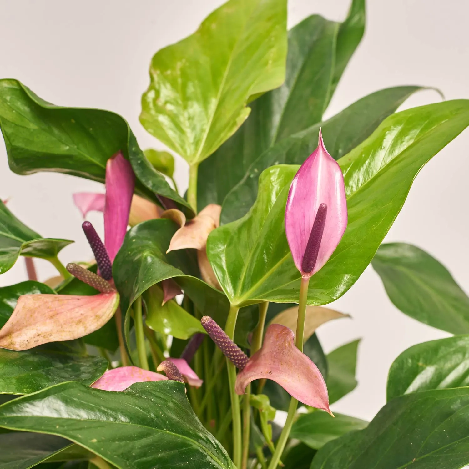 Антуріум Міллє Зізу, артикул: 50963 Зображення товару Антуріум Міллє Зізу, артикул: 50963