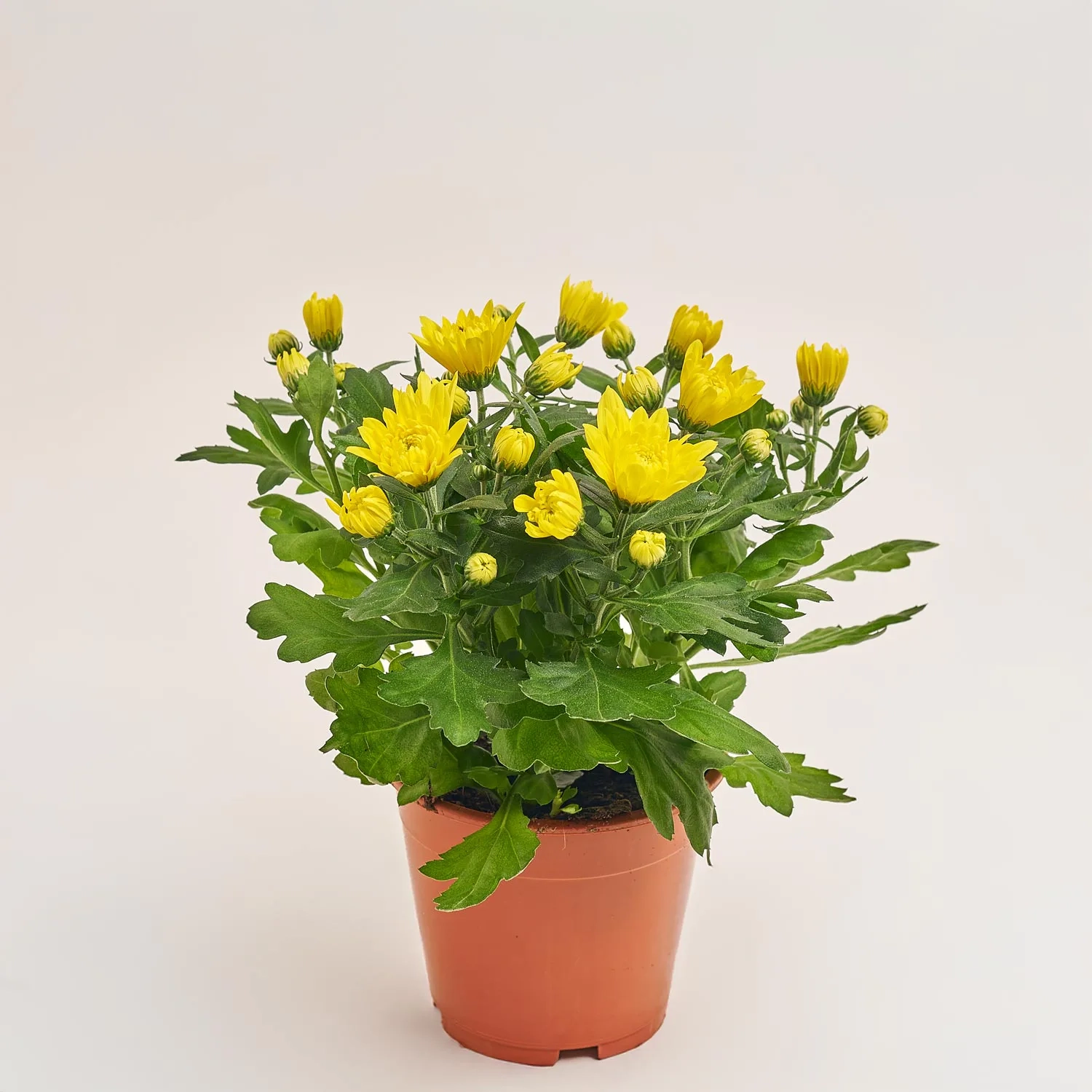 Зображення товару Хризантема Крістал жовта, артикул: 52841