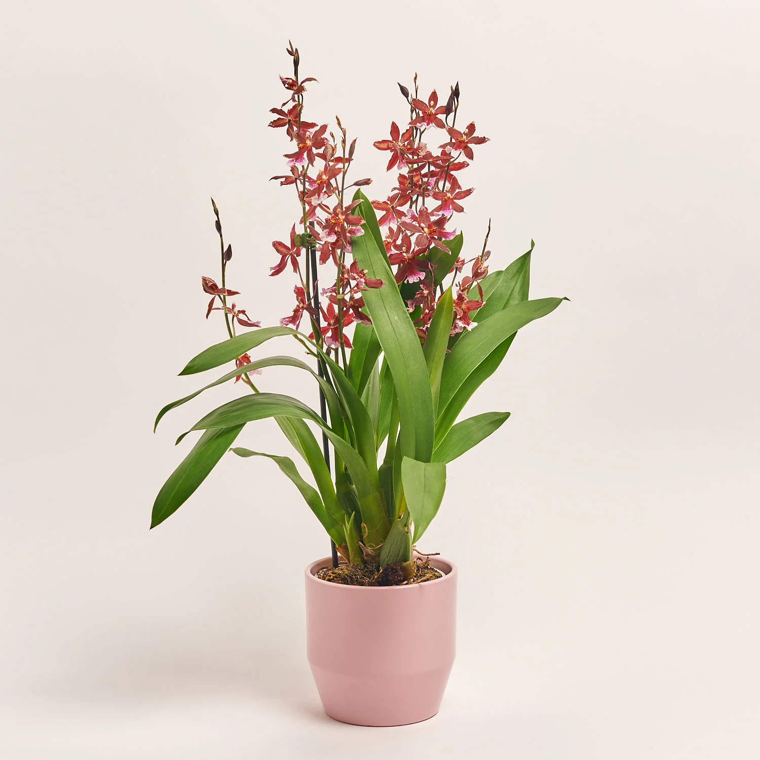 Зображення товару Буррагера та Кашпо Сет 343, артикул: 55483