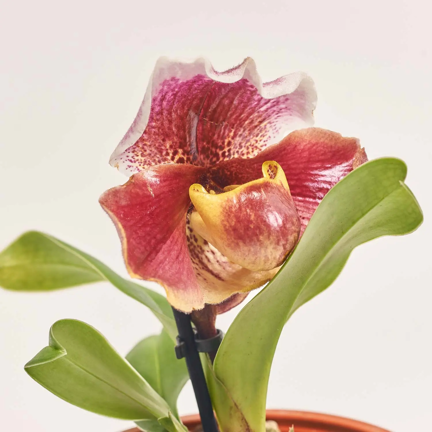 Зображення товару Пафіопеділум Америка, артикул: 32517