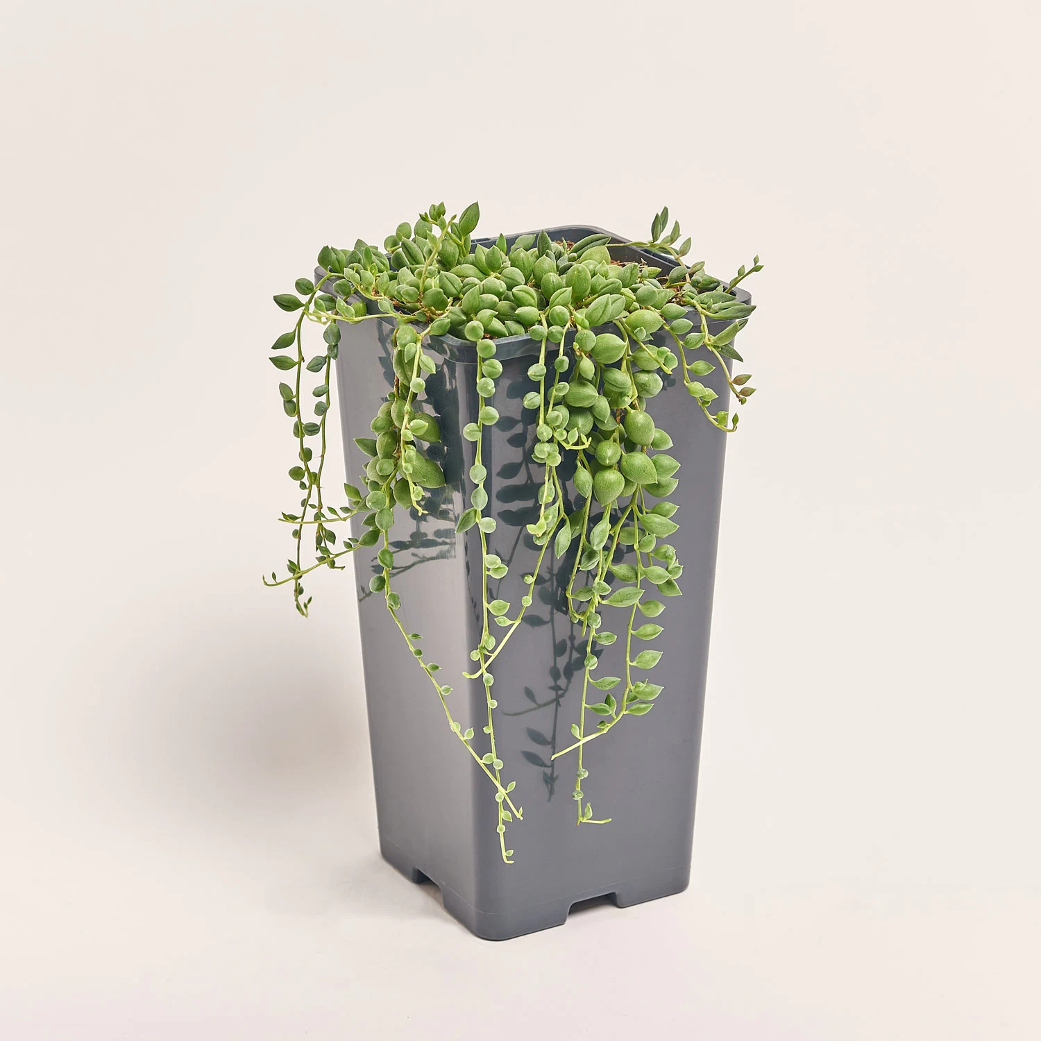 Зображення товару Сенеціо Геррейна, артикул: 52418