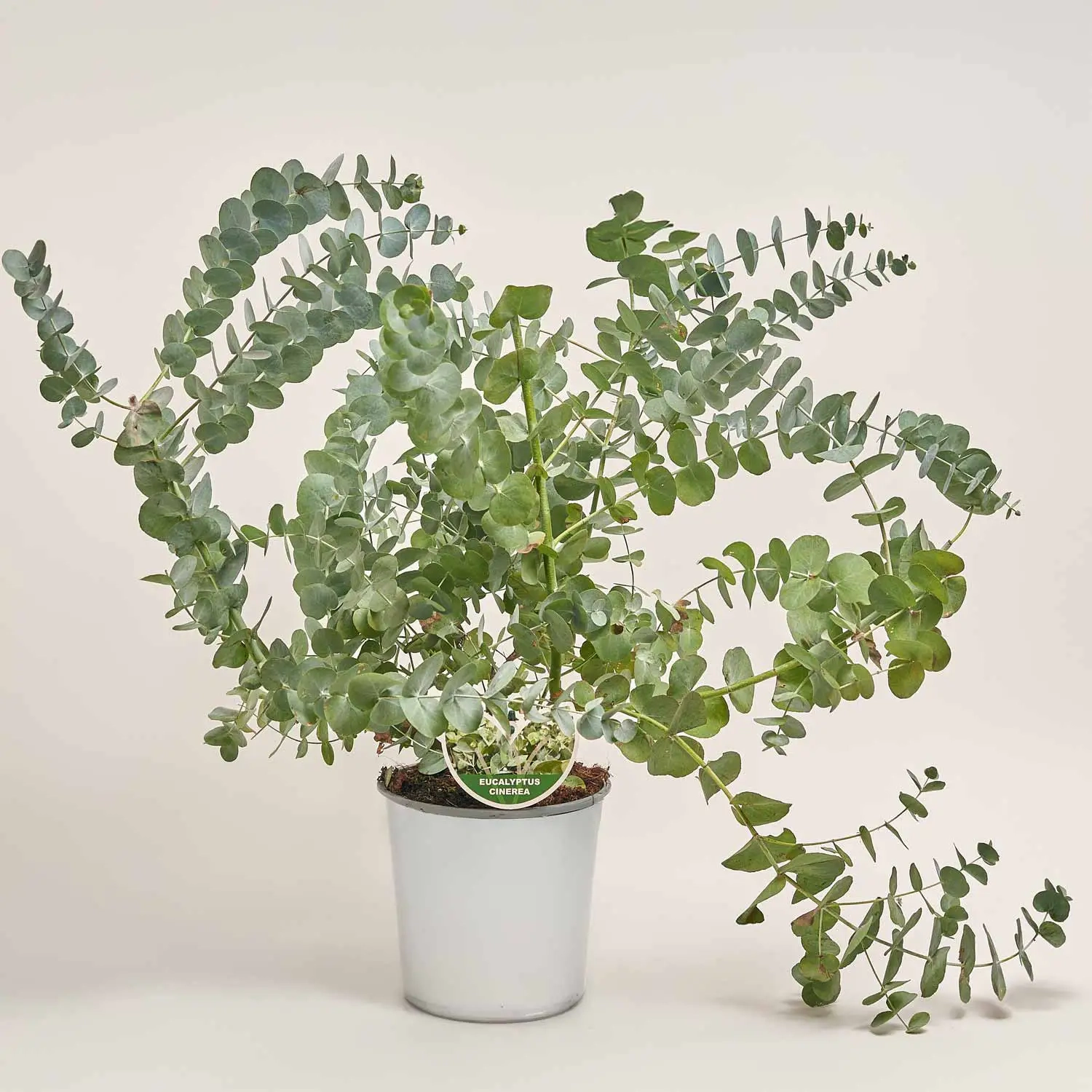 Зображення товару Евкаліпт Цинерея, артикул: 53876