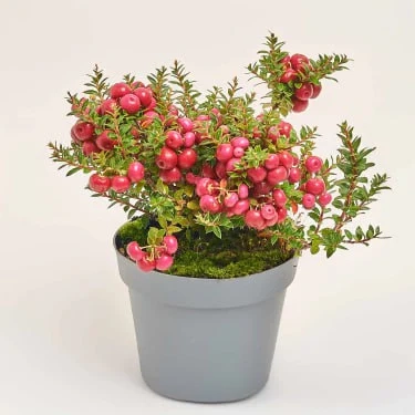 Гаультерія рожева, артикул: 53368 Зображення товару Гаультерія рожева, артикул: 53368