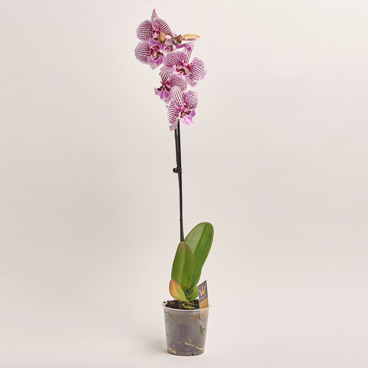 Фаленопсис 1ст. мікс, артикул: 18850 Зображення товару Фаленопсис 1ст. мікс, артикул: 18850