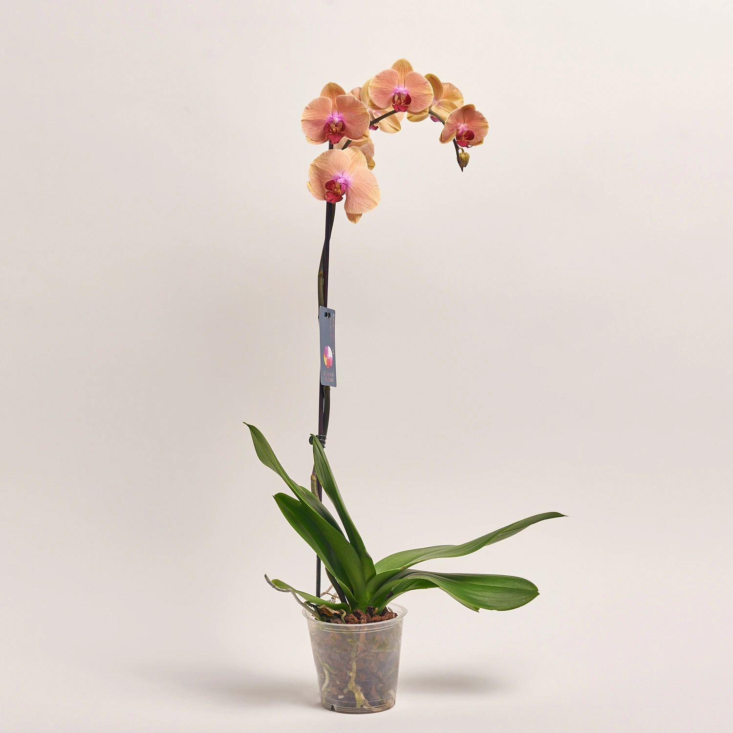 Фаленопсис 1ст. мікс, артикул: 18850 Зображення товару Фаленопсис 1ст. мікс, артикул: 18850