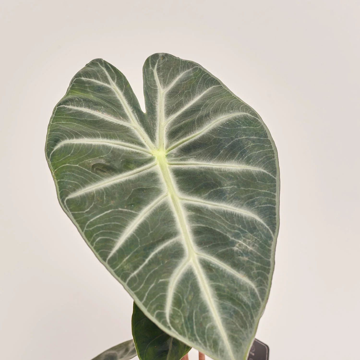 Зображення товару Алоказія Пінк Дракон, артикул: 54547