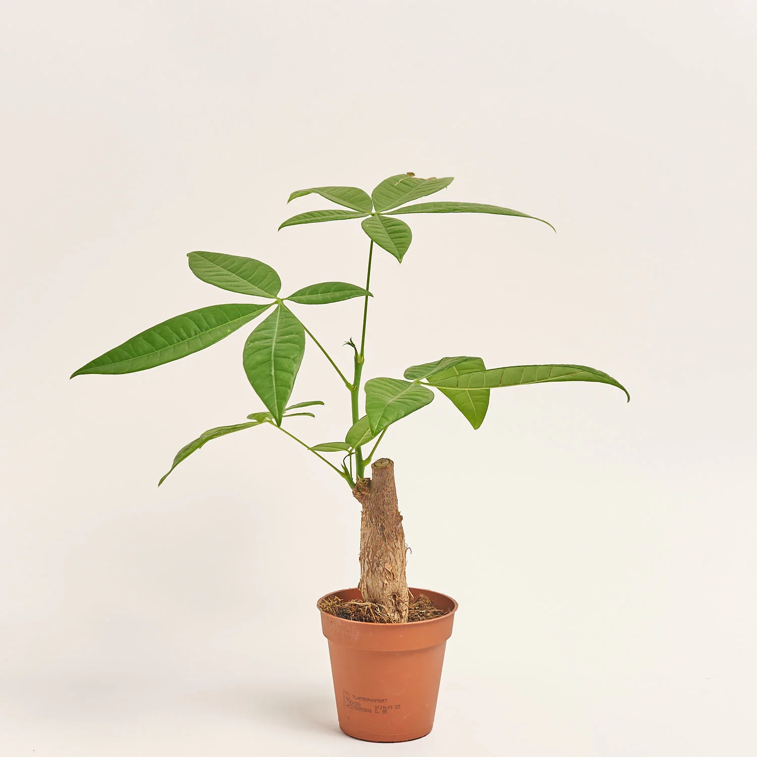 Зображення товару Пахіра Акватіка, артикул: 56853