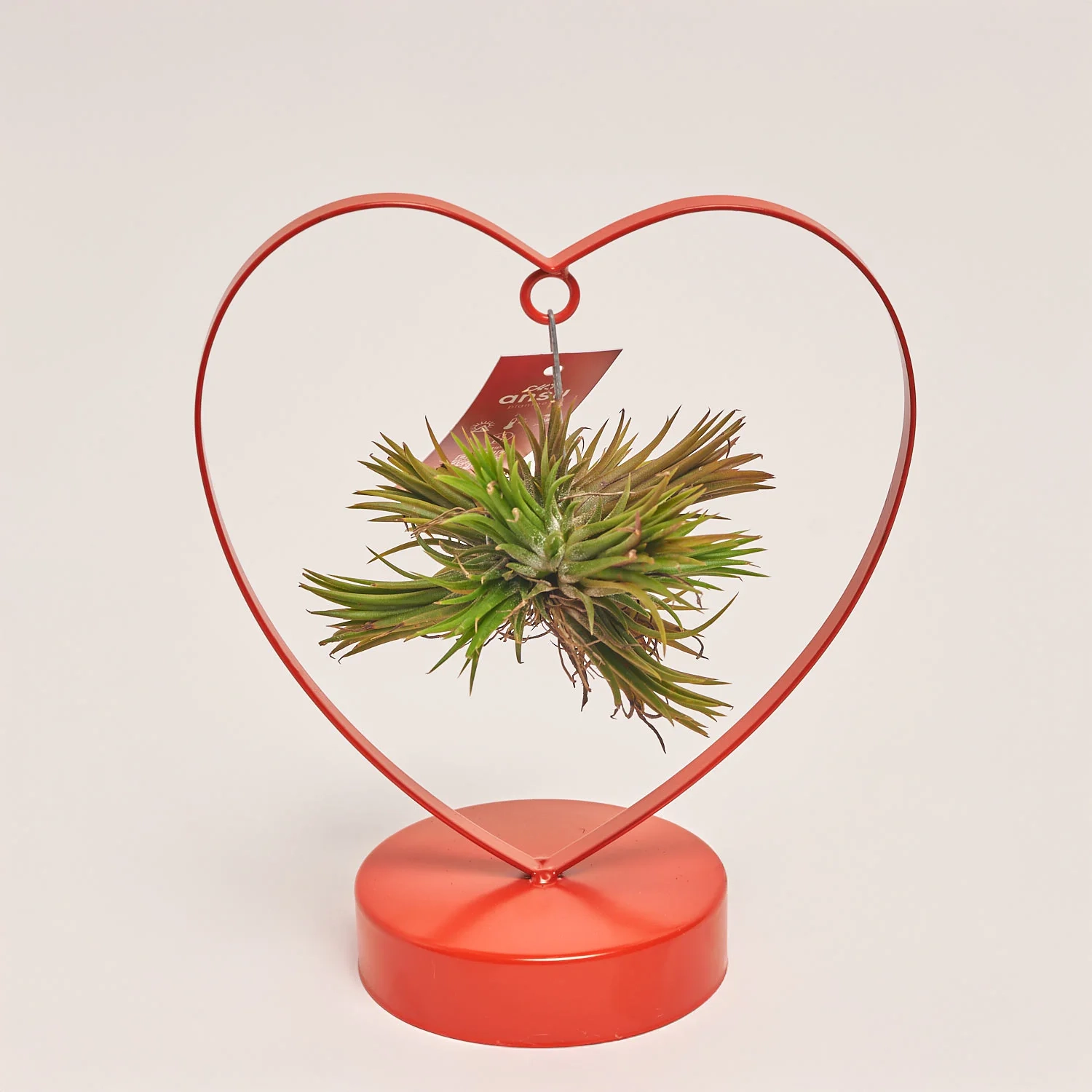 Зображення товару Тілландсія "Лав Едішн" серце, артикул: 55584